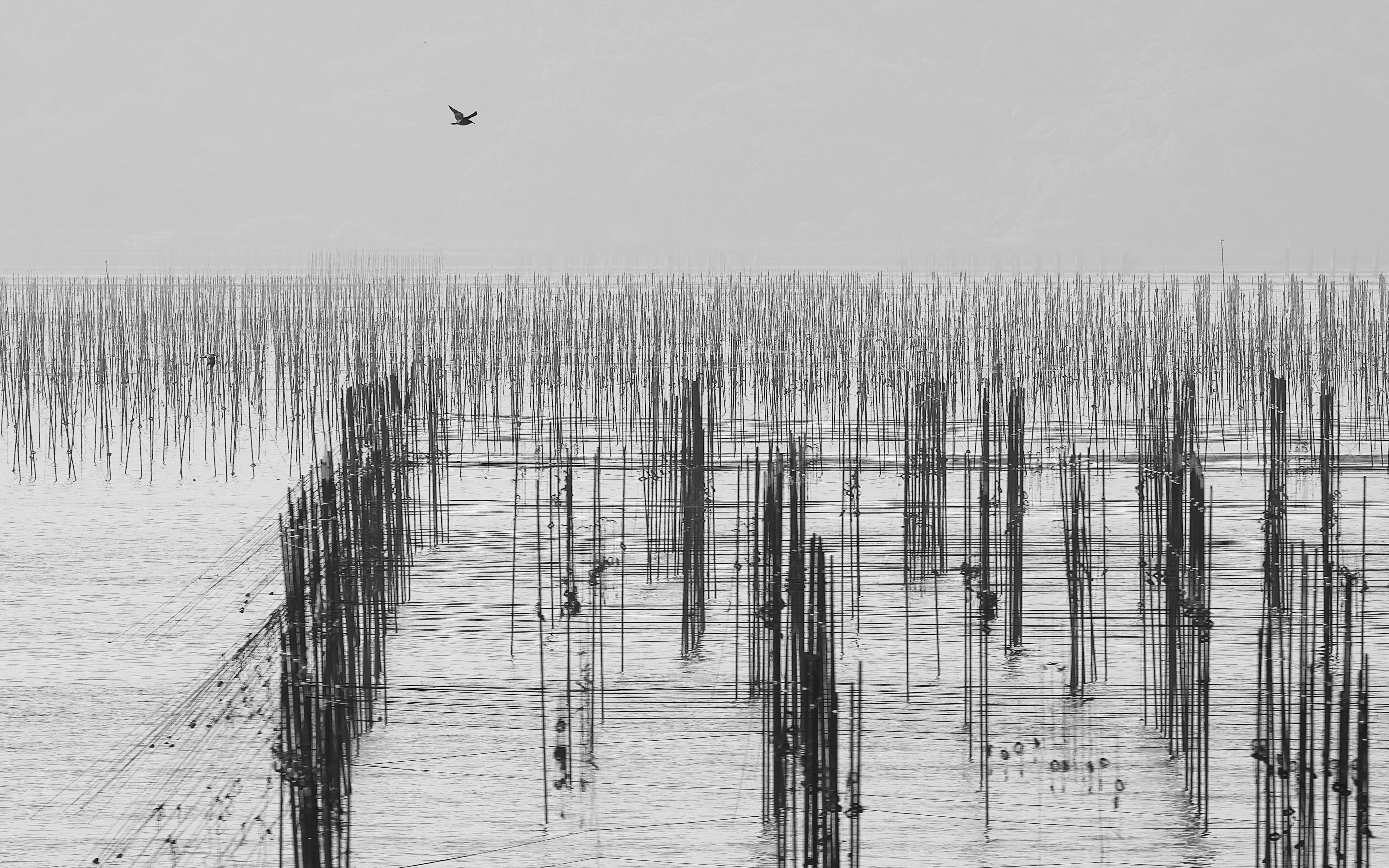 Fishing Poles